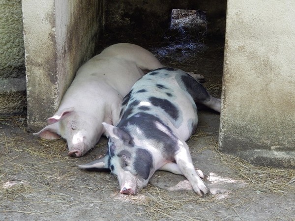 Cazel - Des cochons qui dorment
